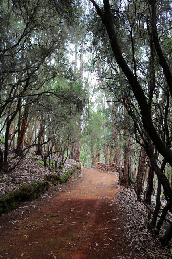 Casa Rural En Medio Del Bosque, El Lance Firgas Bagian luar foto